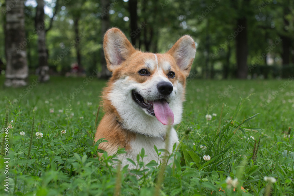 Smiling dog in the grass Smiling dog in the grass