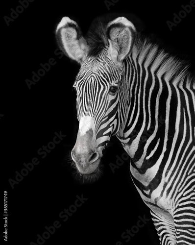 Portrait of a grevy young zebra with black background