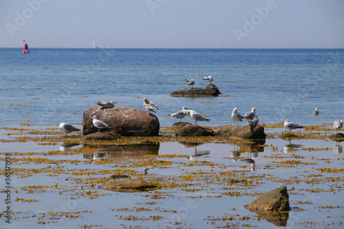 Seagulls along the steep coast of the island of Poel (Timmendorf), Baltic Sea - Germany