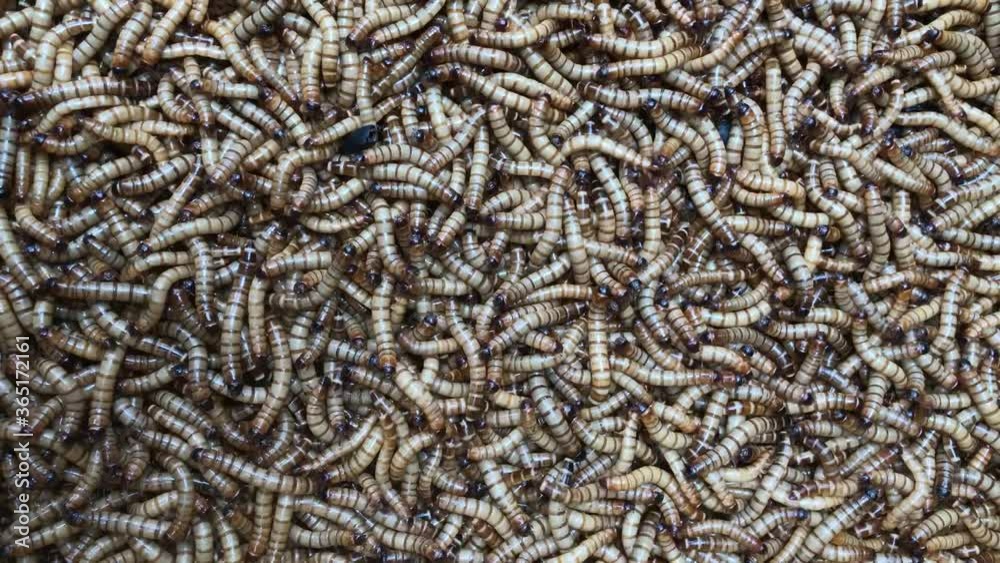 Abundance of worms as background texture 