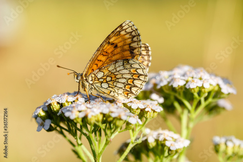 Fotografía Mellicta athalia