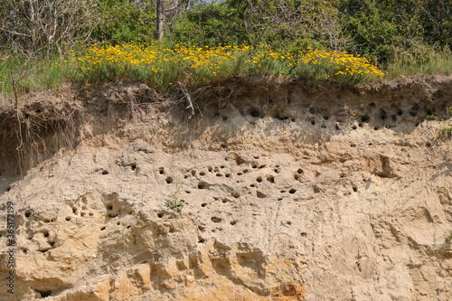 Bank Swallows at the steep coast of the island of Poel (Timmendorf), Baltic Sea - Germany