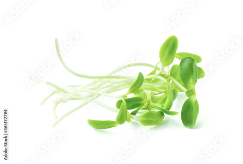 green young sunflower sprouts isolated on white background with clipping path..
