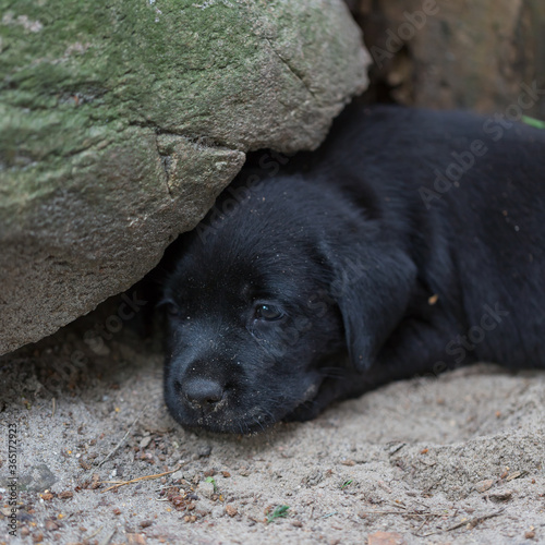 czarny labrador retriver, szczeniak leżący na piasku przy kamieniu