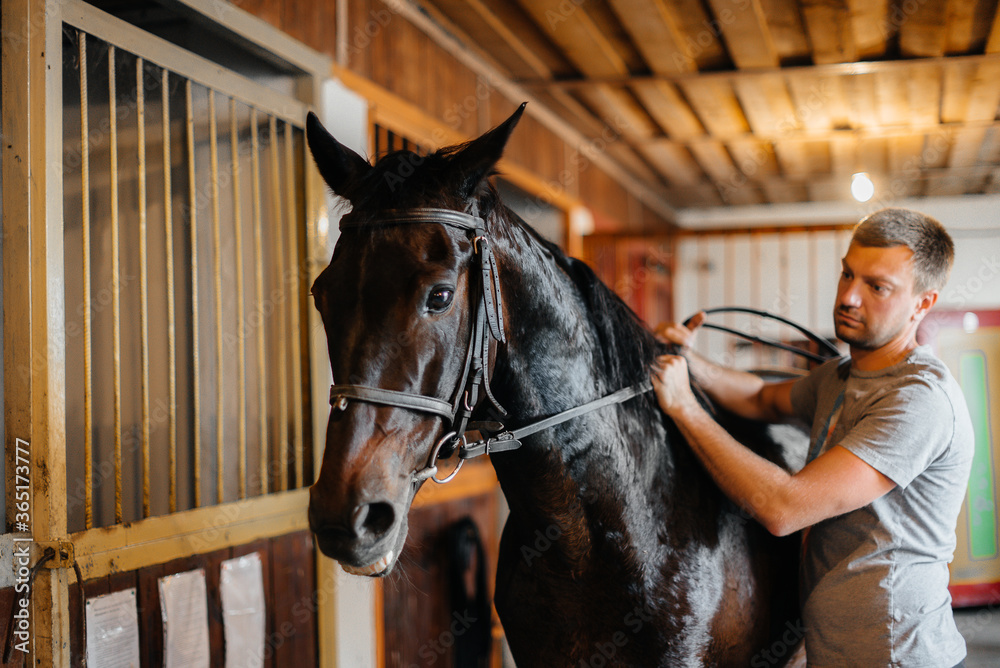 Fototapeta premium Thoroughbred stallion close-up in the stable at the ranch. Animal husbandry and breeding of thoroughbred horses