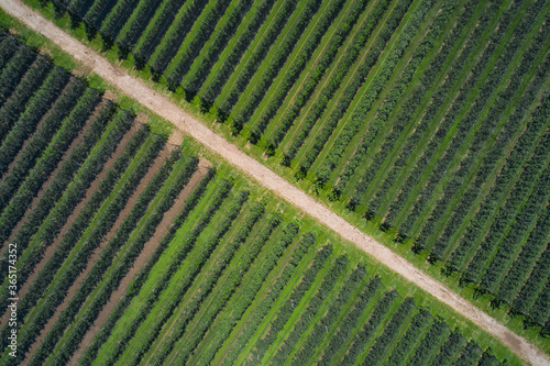 Rows in a vineyard, natural pattern above from a drone. Aerial view. Vineyards of Italy. The road between the vineyards