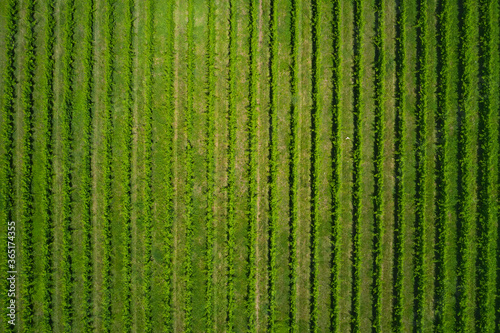 Rows in a vineyard, natural pattern above from a drone. Aerial view. Vineyards of Italy. Vertical rows plantation of Italy's vineyards.