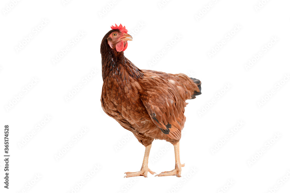 Fototapeta premium brown hen walking isolated on white, studio shot,chicken.