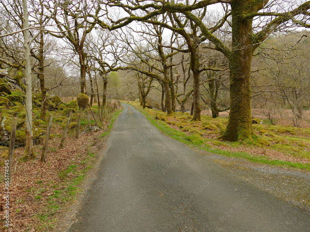 Tarmac Footpath running between trees with grass verges Tarmac Footpath running between trees with grass verges