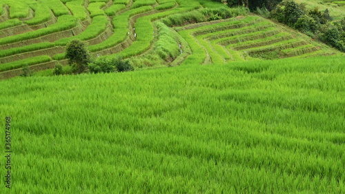 Green terraced rice fields in northern Thailand