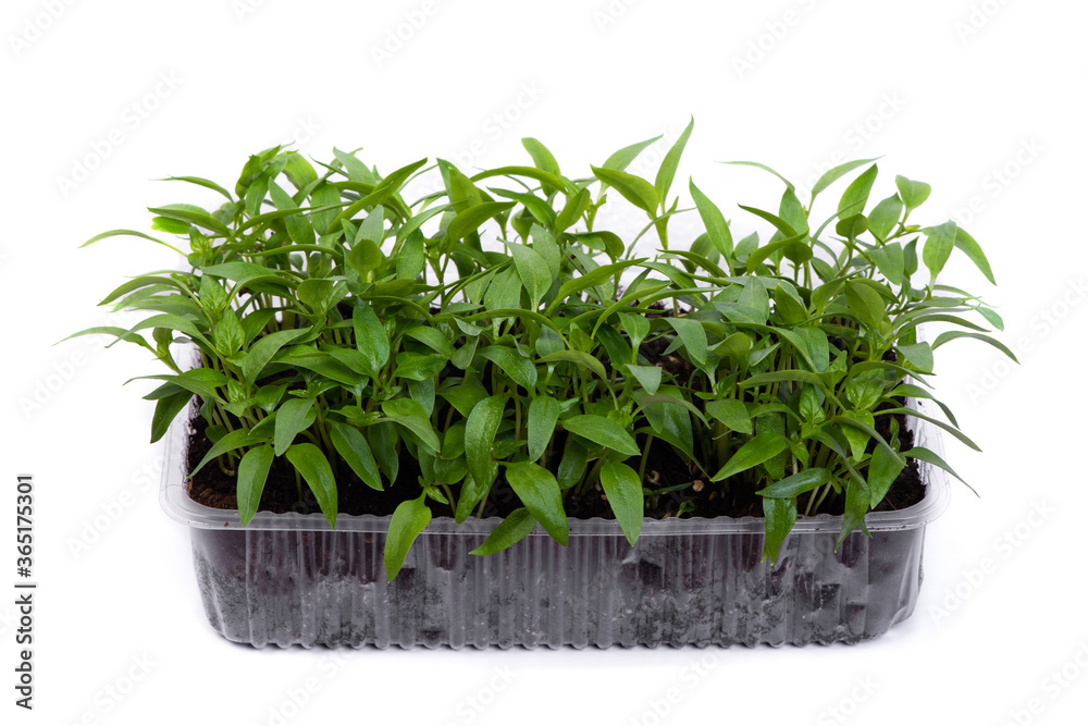 Naklejka premium Transparent box with pepper seedlings