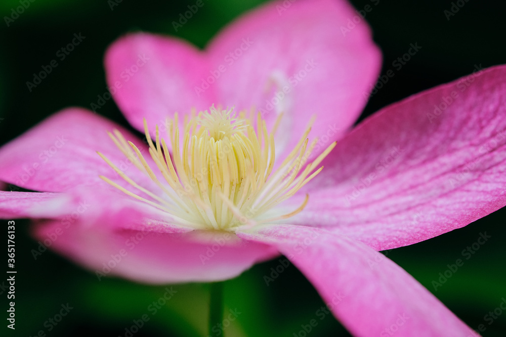 Beautiful pink clematis in bloom on a blurred background. Shallow depth of field
Beautiful pink clematis in bloom on a blurred background. Shallow depth of field