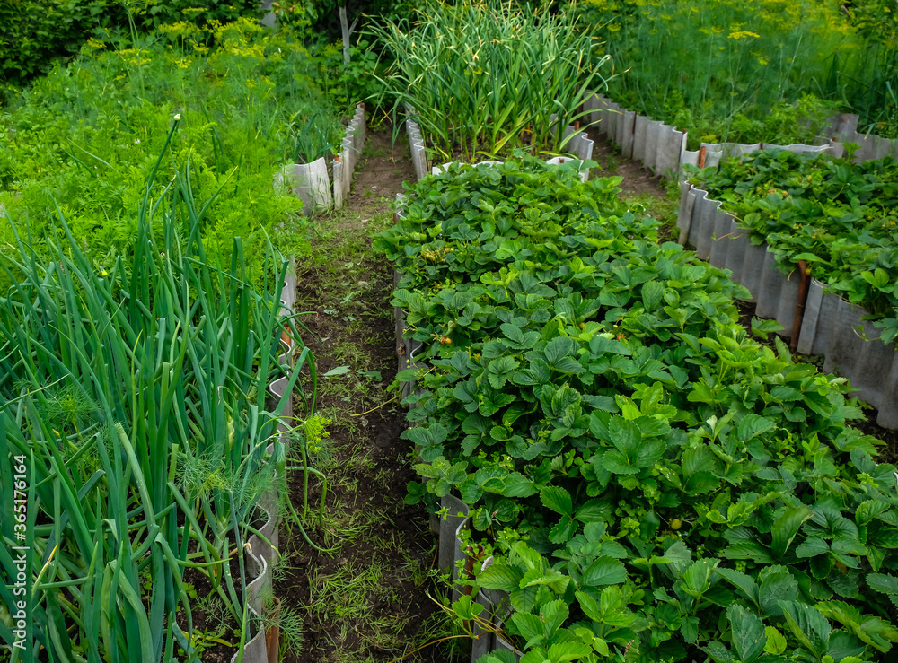 Eco-friendly gardening in the backyard - garden beds with strawberries, onions, garlic. Eco-friendly gardening in the backyard - garden beds with strawberries, onions, garlic.