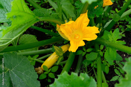 Blossoming courgette zucchini on a vegetable bed.