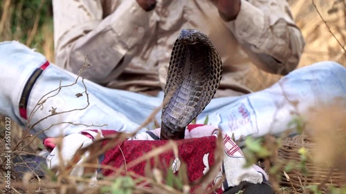 Cobra and the snake charmer plays music on the flute. A trained cobra close-up