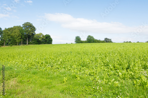 Beautiful long shot of a verdant wild field, lands & trees. Peaceful nature. Early growth