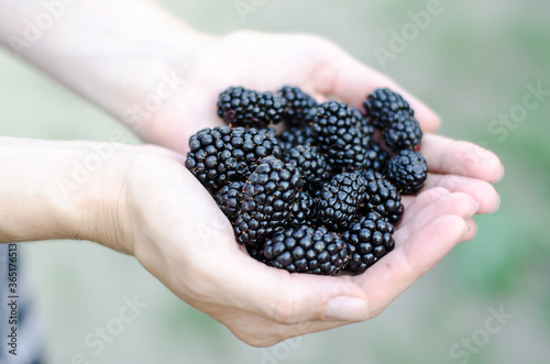 A woman holds a ripe juicy BlackBerry in her hands. The concept of vegetarianism.