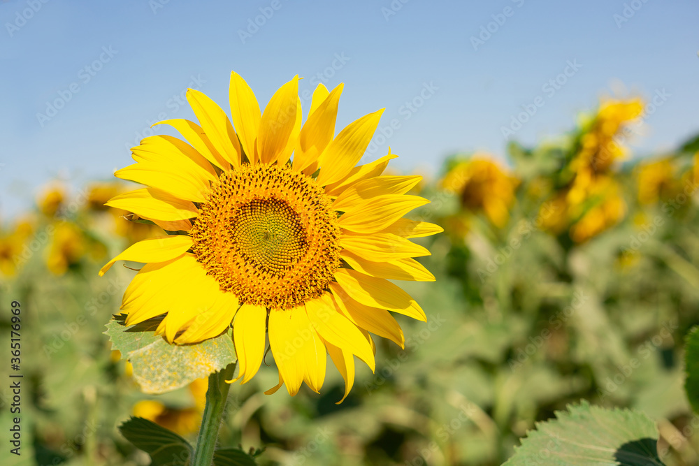 Photo of a summer field of blooming sunflowers. Real field Photo of a summer field of blooming sunflowers. Real field