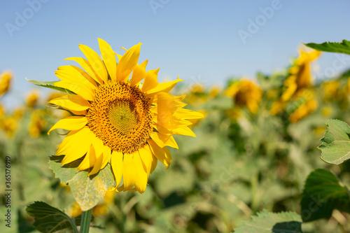 Photo of a summer field of blooming sunflowers. Real field