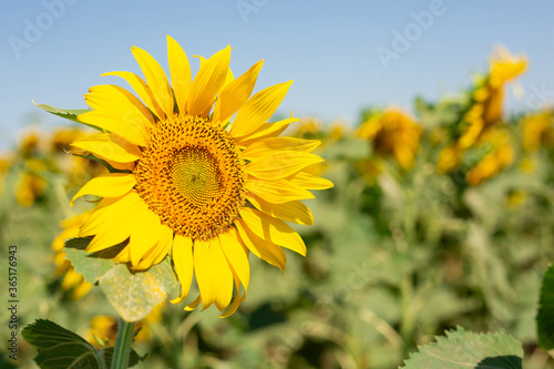 Photo of a summer field of blooming sunflowers. Real field