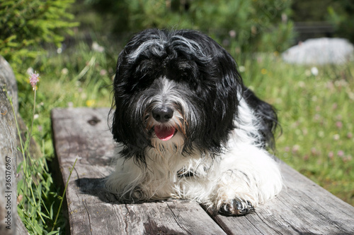 Schapendoes dog sitting on a wooden bench
