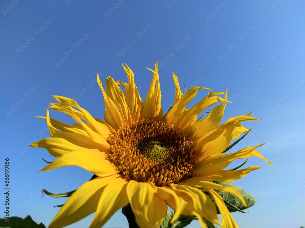 Summer banner with yellow bright sunflowers on a background of blue sky with copy space for your text. Sunflower seeds. Growing Sunflower field and harvest sunflowers for oil production. Agriculture. Summer banner with yellow bright sunflowers on a background of blue sky with copy space for your text. Sunflower seeds. Growing Sunflower field and harvest sunflowers for oil production. Agriculture.