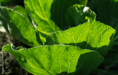 Leaves of cabbage with water drops in a garden. Shallow depth of field