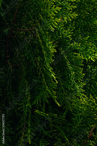 Close up of beautiful growing ferns in the forest. Natural floral fern background 