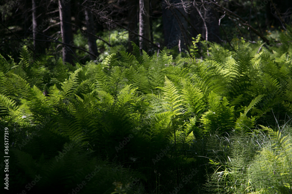 Big fern in forest