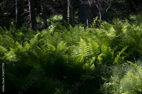 Big fern in forest