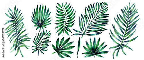 Set of tropical leaves. Botanical watercolor illustrations of the jungle, floral elements. Collection of exotic palm leaves isolated on a white background. Beautiful illustration for textiles.
