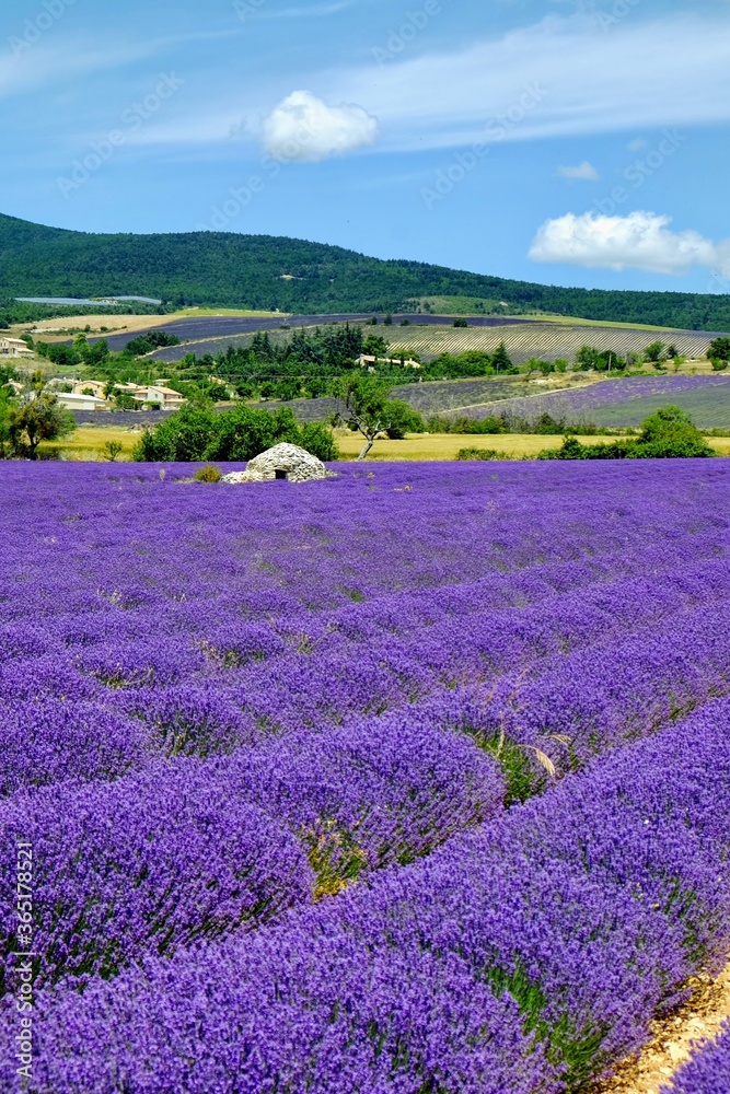 Paysage de Provence