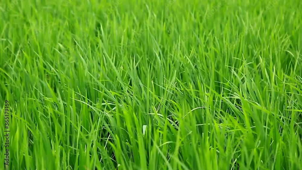 Green grass rustles in the wind. Close-up. Green grass rustles in the wind. Close-up.