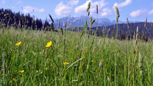 A beautiful mountain range with high rocky peaks hidden behind a grassy meadow. Tatra Mountains on a sunny summer day  Podhale  Poland