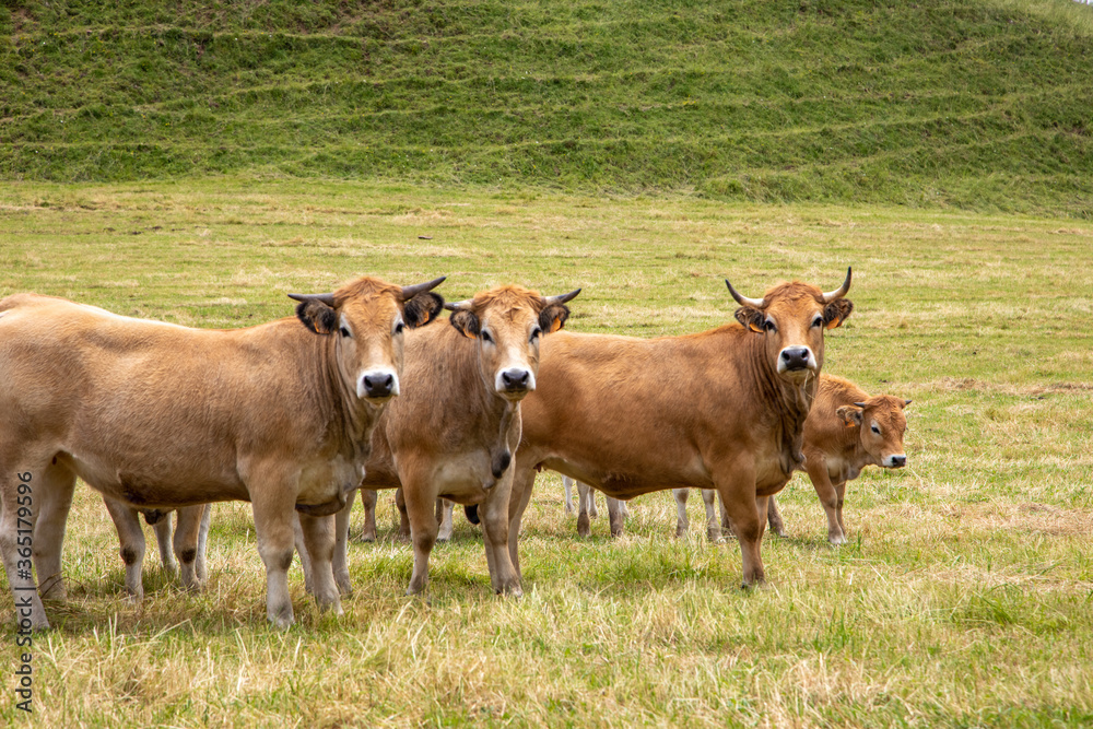 Vaches près du village d'Apchon dans le département du Cantal en Auvergne - France Vaches près du village d'Apchon dans le département du Cantal en Auvergne - France