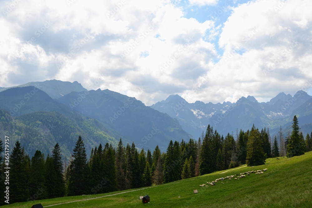A herd of sheep grazing on a Rusinowa Polana in the High Tatras, poland. View of the meadow and mountain peaks. Summer day, Podhale, Poland