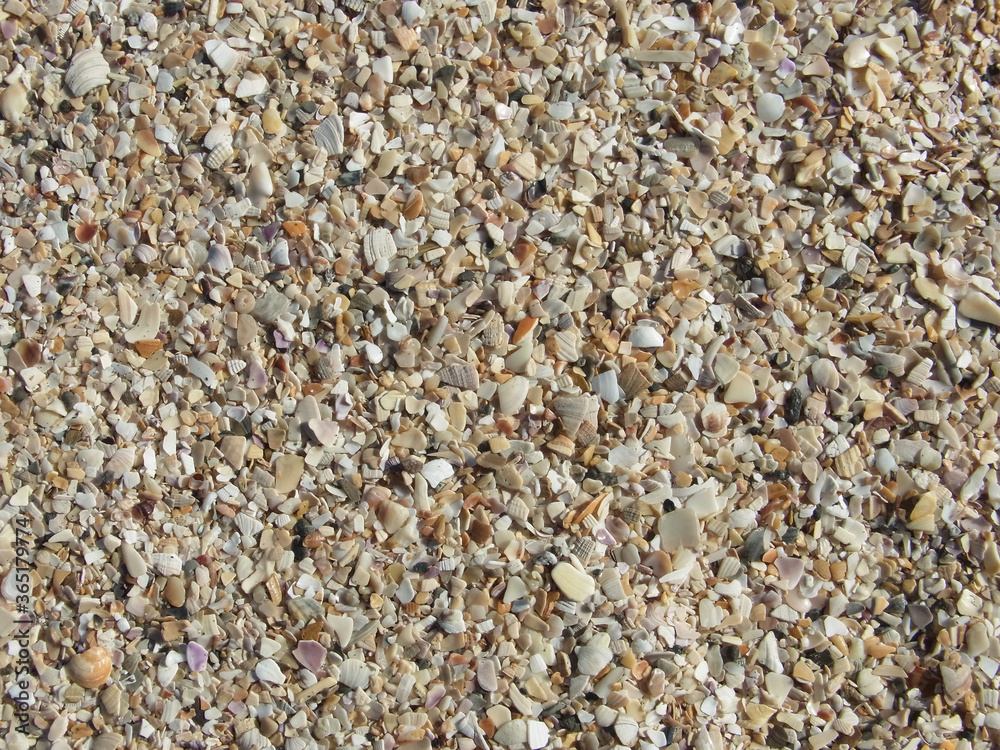 砂浜の貝殻