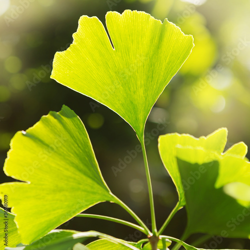 Ginkgo bilobo leaves close-up, in beautiful sunny light, medicinal plant photo