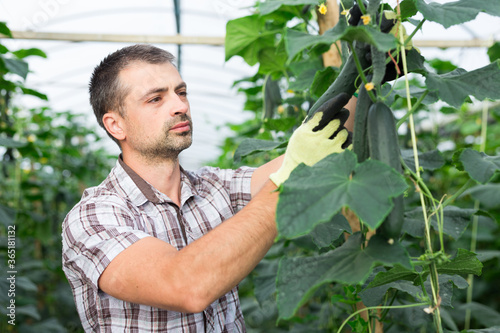 Hired worker picks crop of cucumbers in greenhouse. Harvest time