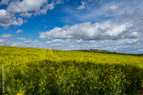 Fototapeta Naklejka Na Ścianę i Meble -  Fields in Lower Austria in spring