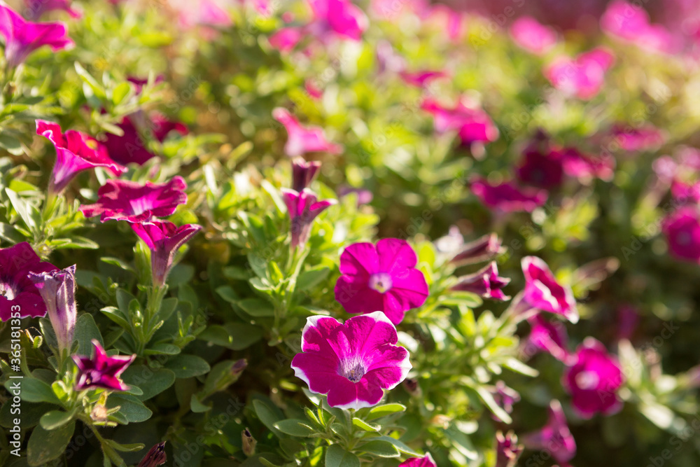 many pink flowers of petunias, on the lawn, close-up