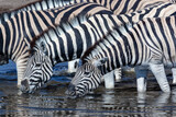 Plains Zebra drinking at a waterhole - Namibia