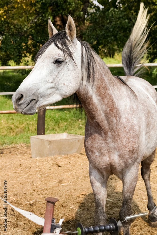 Fototapeta premium Young white grey horse in a fenced paddock