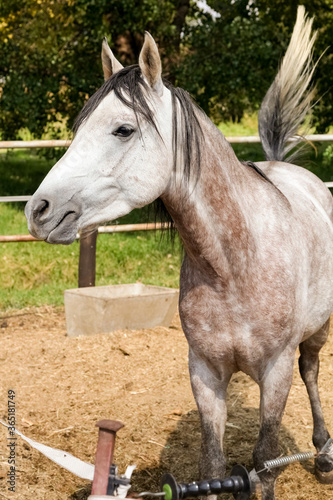 Young white grey horse in a fenced paddock