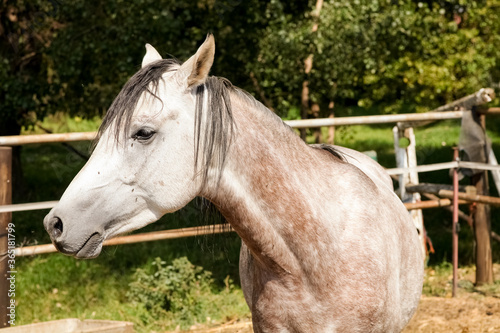 Young white grey horse in a fenced paddock