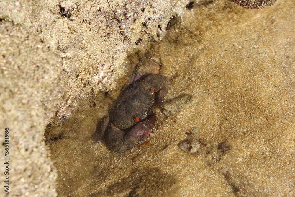 Red-Eyed Reef crabs hiding in the water at seaside, Tioman Island