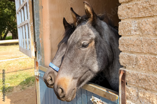 Horses heads poking out of stable doors