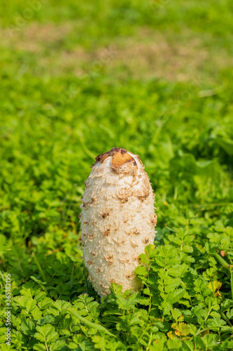 Shaggy Mane Wild edible mushroom growing in a country meadow