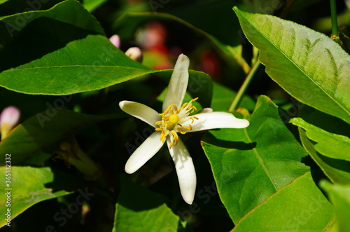 Fototapeta Naklejka Na Ścianę i Meble -  Lemon flowers, lime flowers, citrus limonium, macro flowers