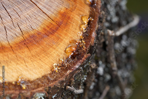 Tree resin on a freshly cut tree with the macro photographed objectively in daylight
